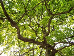 Protgez la nature avec Print Manager